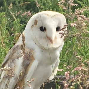 Barn Owl
