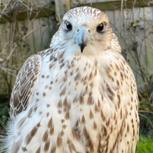 Gyrfalcon